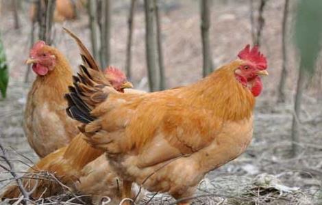 鸡伤寒的防治措施 鸡伤寒病的症状和治疗方法