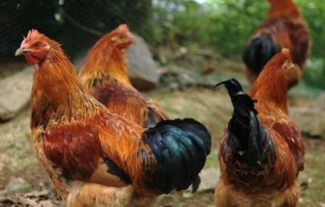 2014年养鸡赚钱吗？