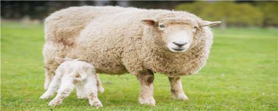 母羊迟迟不分娩的原因 母羊迟迟不分娩的原因有哪些