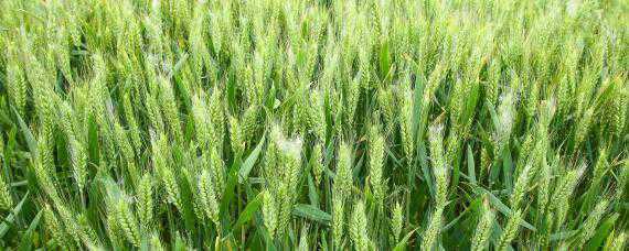 小麦测产方法和步骤（小麦测产方法和步骤图片）