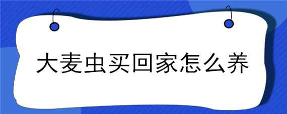 大麦虫买回家怎么养