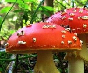 怎么分辨毒蘑菇 怎么分辨毒蘑菇?