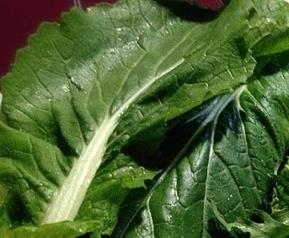 女性祛皱的食材有哪些 女性祛皱的食材有哪些图片