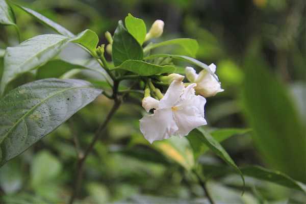 狗牙花像狗牙吗