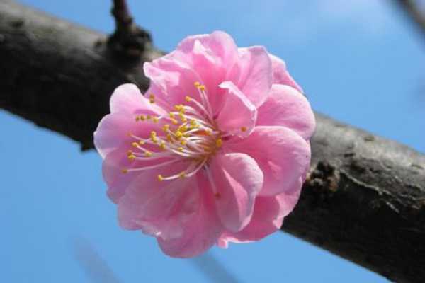 樱花树几月份落叶，掉叶子怎么办 樱花树几月份落叶,掉叶子怎么办呀