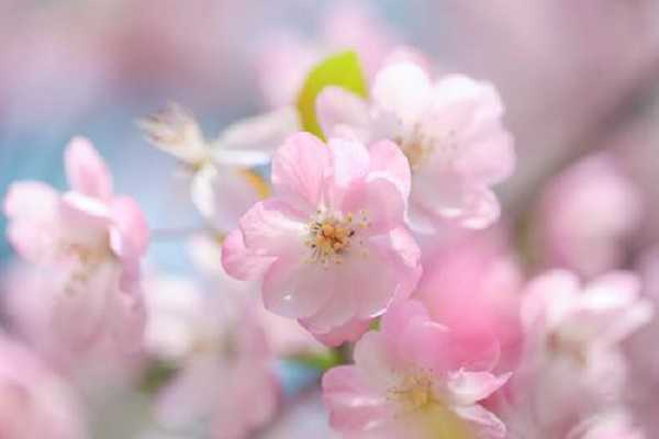 海棠什么季节开花，花期如何养护（海棠花开花期的养护）