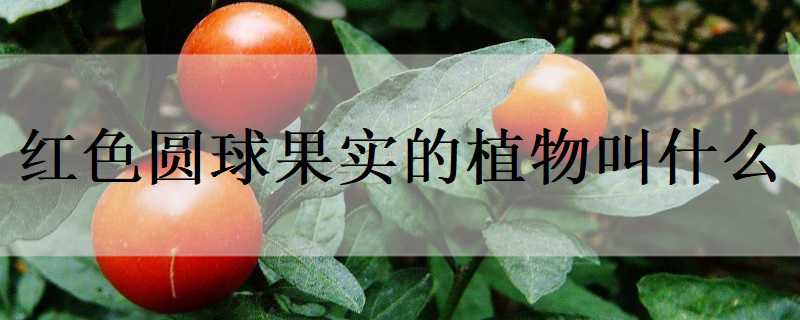 红色圆球果实的植物叫什么