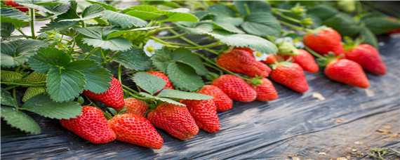 草莓的生长特点 草莓的生长特点及环境作文