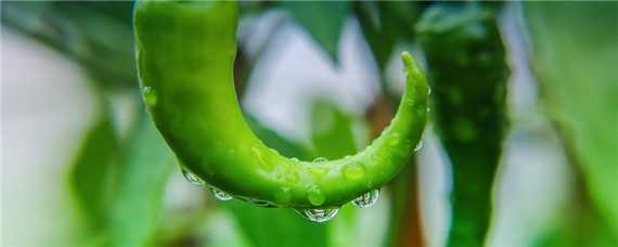 辣椒的种植需要什么肥料 辣椒用什么肥料