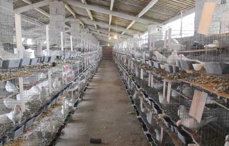 白羽王鸽的养殖管理技术 白羽王鸽养殖技术视频