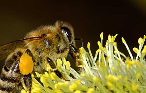 蜂王浆的生产技术