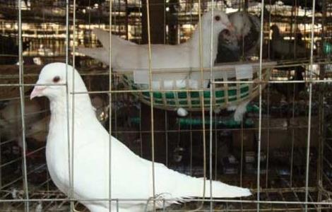 白羽王鸽的养殖特点 白羽王鸽的养殖特点和方法