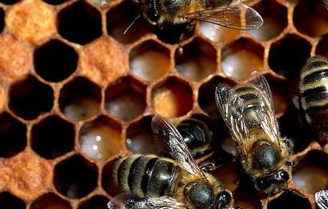 欧洲幼虫腐臭病