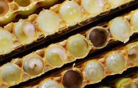 欧洲幼虫腐臭病