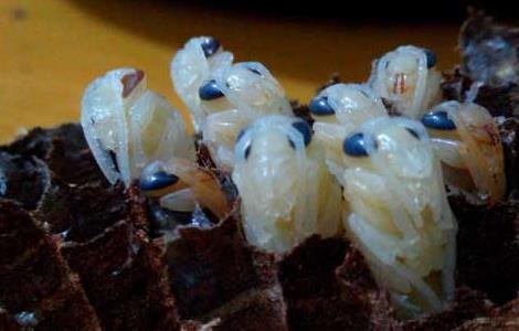 欧洲幼虫腐臭病