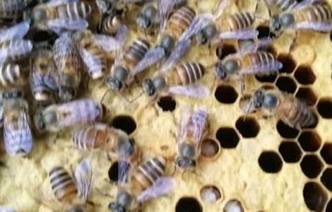 中蜂巢虫的防治技术