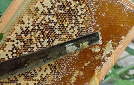 割蜜时 怎样防止 蜂群逃跑