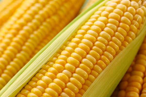 玉米的生长周期是多少天 多长时间成熟