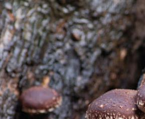 椴木香菇如何种 椴木香菇如何种植方法