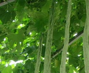 怎样种蛇豆（怎样种蛇豆好出苗视频）