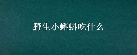 野生小蝌蚪吃什么 野生小蝌蚪吃什么长大