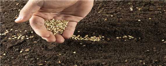 土壤固化剂怎么使用 土壤固化剂怎么使用的