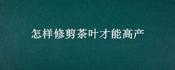 怎样修剪茶叶才能高产