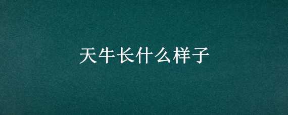 天牛长什么样子 天牛长什么样子图片