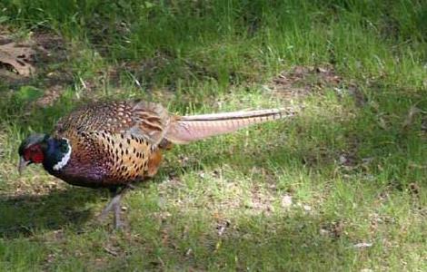 山鸡的捕捉方法