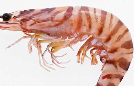 孕妇可以吃虾吗