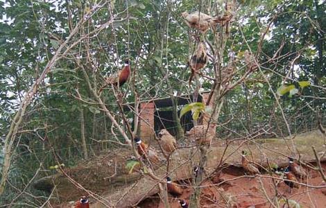 山鸡育成期的饲养管理技术