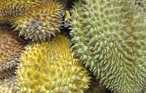 孕妇可以吃榴莲吗