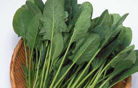孕妇能吃菠菜吗