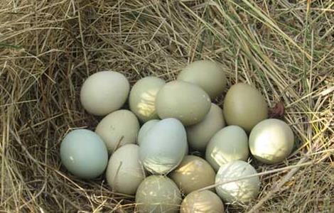 野鸡种蛋的保存技术 野鸡种蛋的保存技术视频