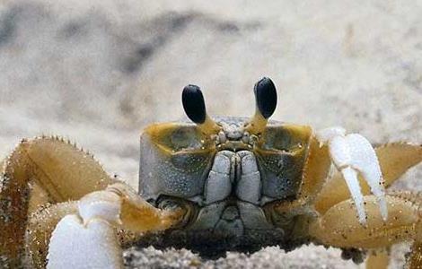 海蟹怎么保存最好 海蟹应该怎么保存