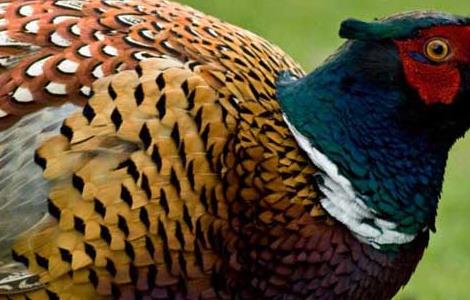 如何使野鸡开食