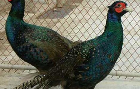 如何使野鸡开食