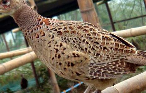 山鸡常见的疾病的预防和治疗