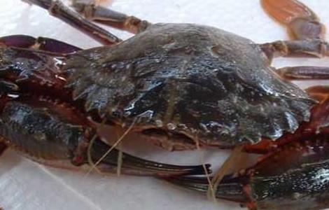 螃蟹吃什么