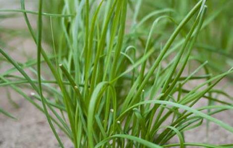 韭菜不能和什么一起吃