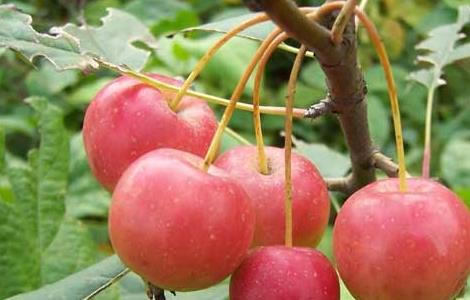 海棠果的功效与作用