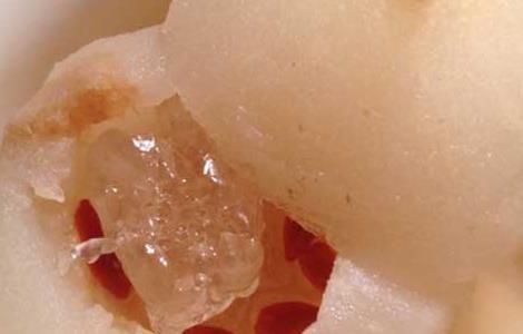 冰糖雪梨的功效与作用