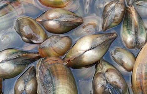 孕妇能吃河蚌吗