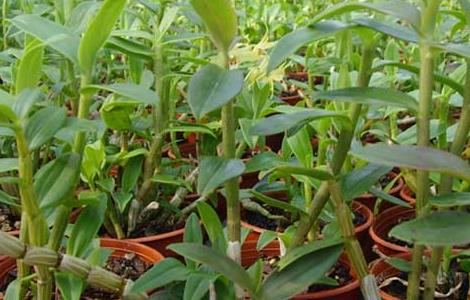 铁皮石斛能生吃吗