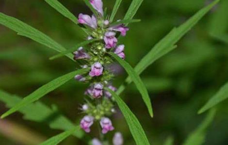 益母草能长期吃吗