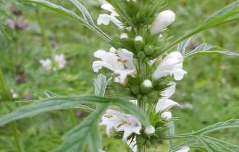 益母草能长期吃吗