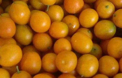 金桔的功效与作用