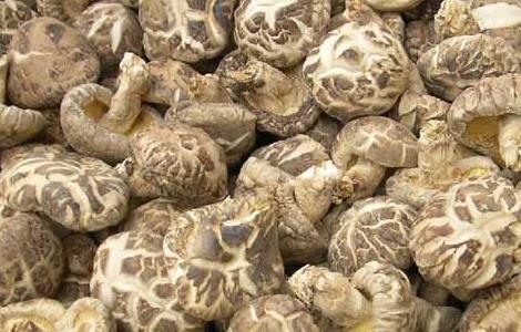 孕妇可以吃香菇吗