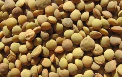 小扁豆的功效与作用