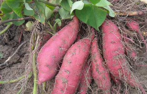 孕妇吃红薯对胎儿好吗